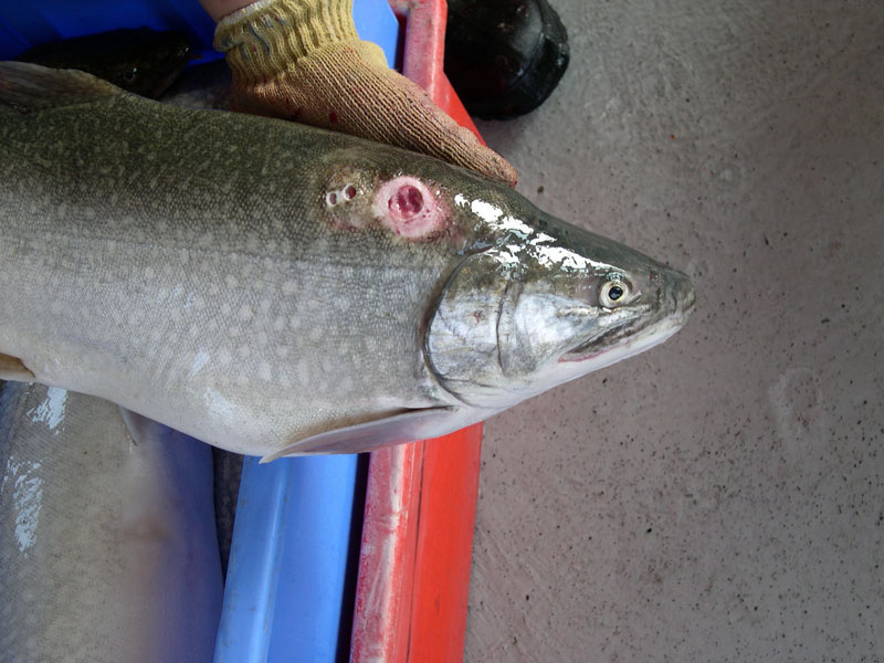 Sea Lamprey Control In The Great Lakes,  East & West Twin Rivers