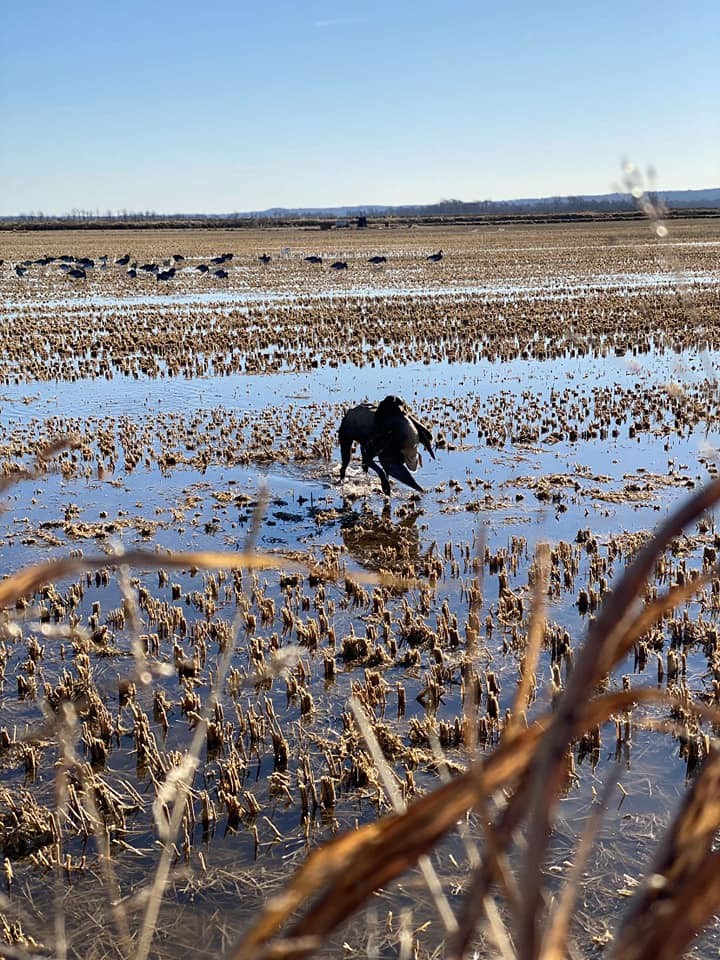 Baschieri & Pellagri USA Gives Waterfowlers a Double Threat