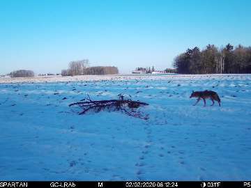 Wolves now seen as control on CWD, but not in Pennsylvania by Outdoor News Article