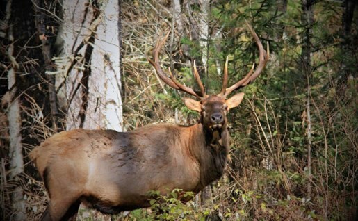 The Wisconsin Department of Natural Resources is investigating the shooting of an elk