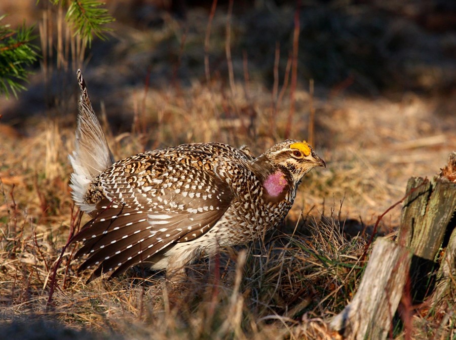 hunting-regulations-and-hours