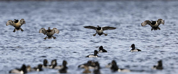 Waterfowl Season Changes Provide New Hunting Opportunities