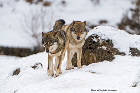 Wisconsin Wolf Hunting Update