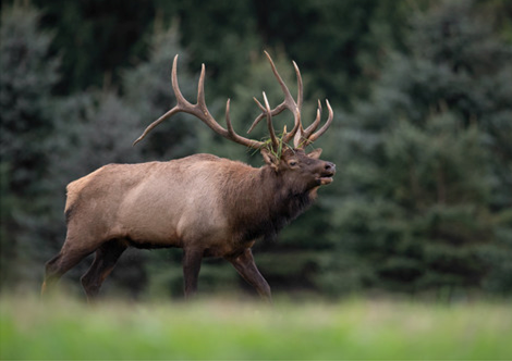 2021 Elk Hunt Application Winners Announced