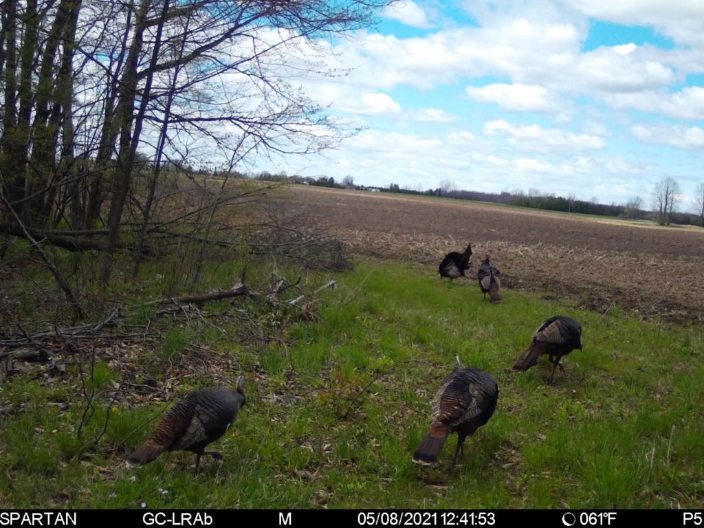 There are still two weeks left of the spring turkey season