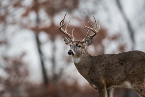 2022 Gun Deer Hunt Harvest Totals And License Sales Now Available
