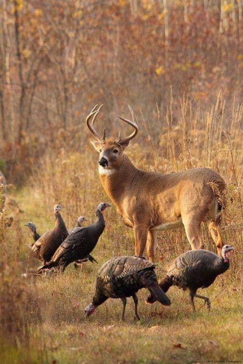 Deer & Deer Hunting Joins APEX Outdoor Rewards