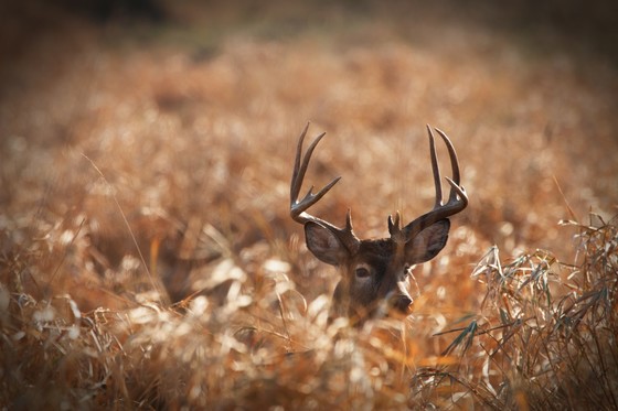 Hunters Encouraged To Participate In DNR’s Deer Donation Program