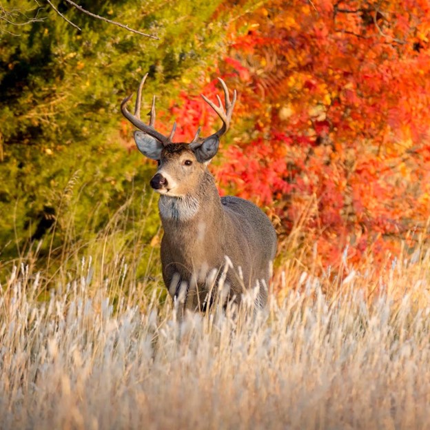 Help Shape Wisconsin’s Deer Season, Attend 2022 Deer Season Planning Meetings March 21-31
