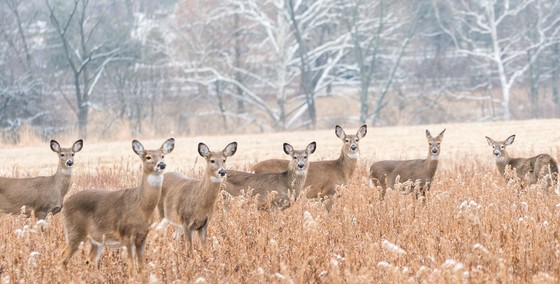 OPERATION DEER WATCH   Your help is needed, please help the DNR with this project.