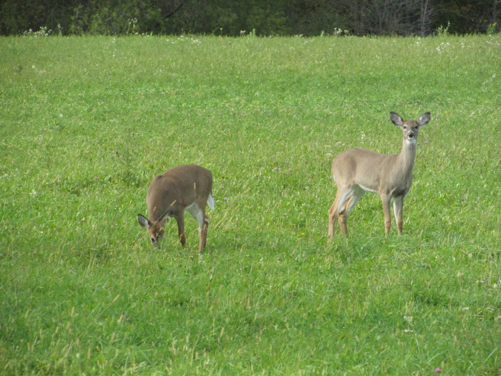 DeerFest Is Back August 6th – 8th, 2021