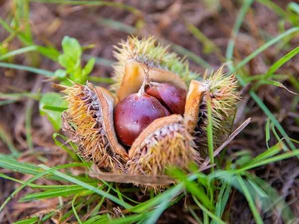 Why Persimmons from Chestnut Hill Outdoors?