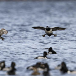 Get Ready For The 2026 Waterfowl Hunting Seasons