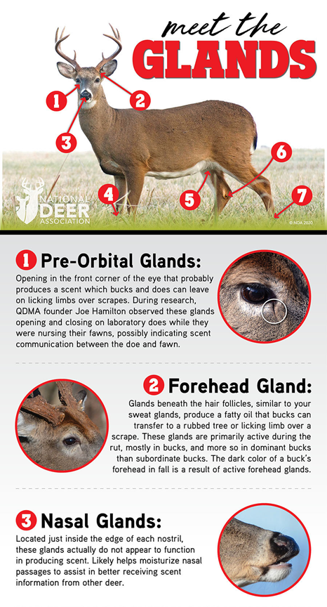 Meet the 7 Glands of the Whitetail — and a Bonus Organ! from NDA Staff
