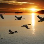 Early Goose Hunting Season Opens Sept. 1