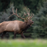 Canadian Province Considers Banning American Hunters Amid Trade War