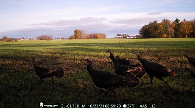 Cheez-It Crusted, Pickle Brined Turkey Bites Timber 2 Table in Realtree Newsletter