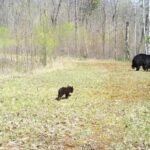 2026 Bear Season Wraps Up