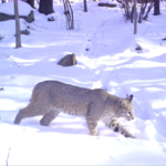 Prepare For Hunting And Trapping Seasons Opening In November