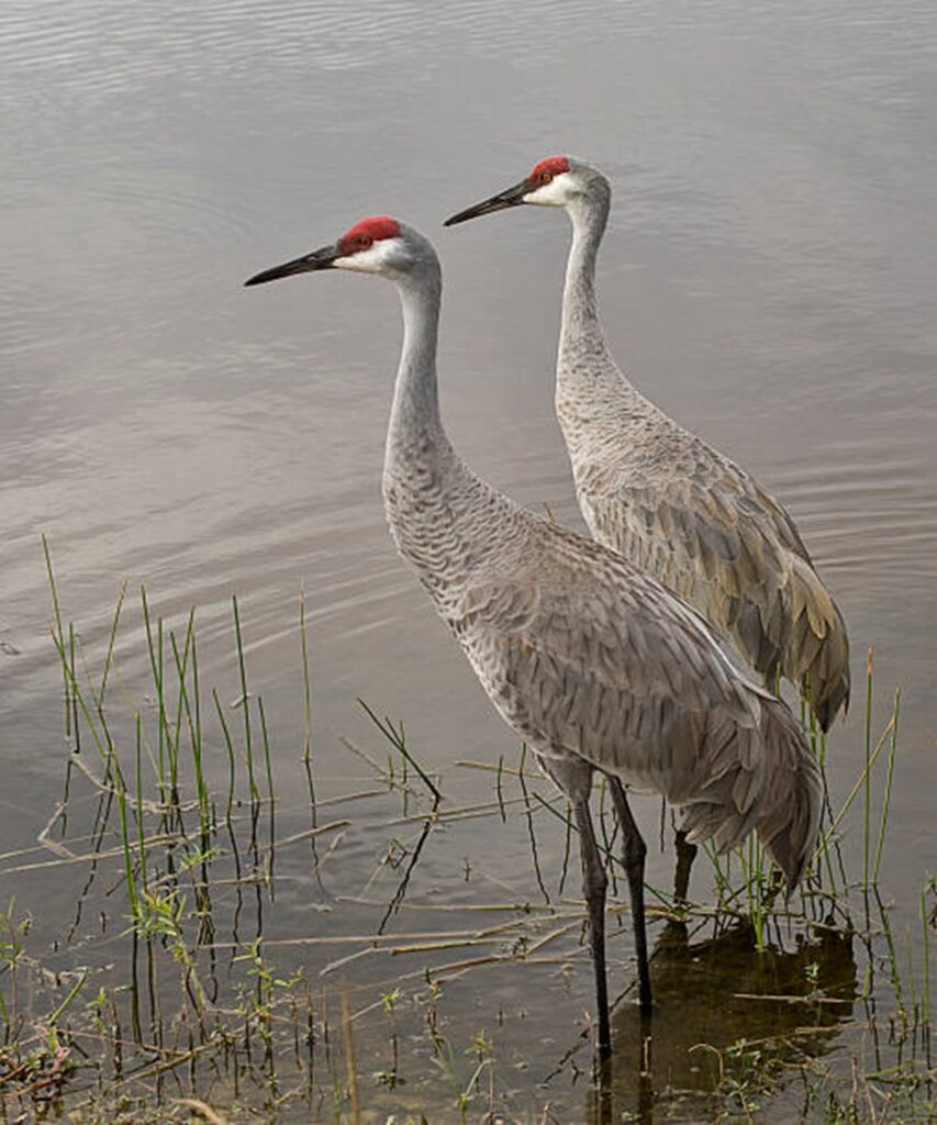 Support a Sustainable and Ethical Sandhill Crane Hunt in Wisconsin