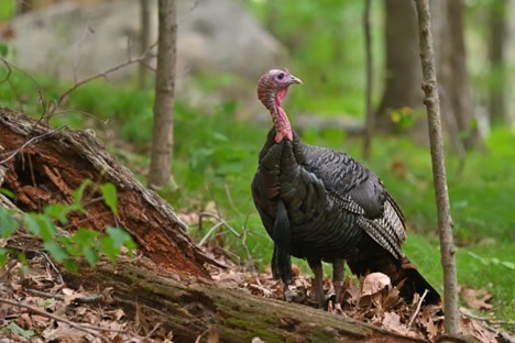 DNR Announces 2025 Wild Turkey, Pheasant And Waterfowl Stamp Design Contest Winners