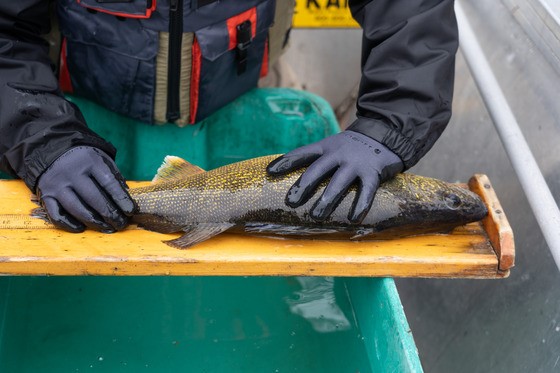 Walleye Anglers Wanted: Fishing To Improve Scientific Research