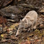 Bobcat And Fisher Trapping Seasons Open Oct. 17