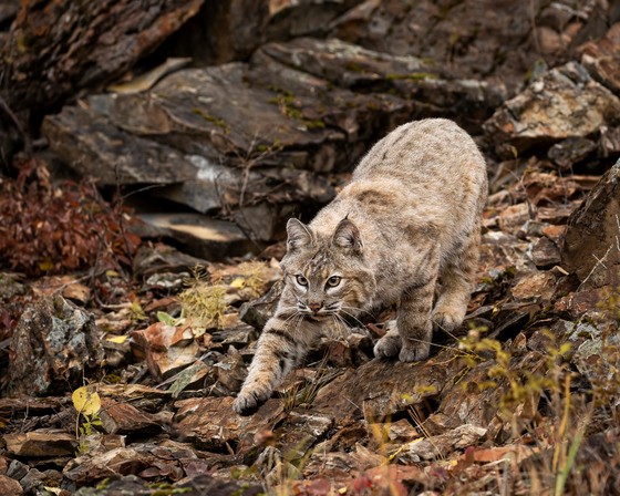 2024 Trapping Seasons Opening Around Wisconsin