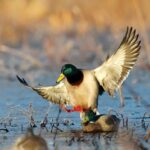 First Ducks In, First Ducks Down