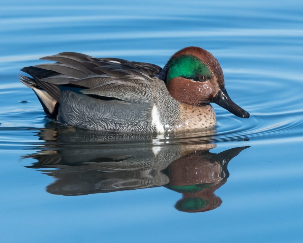 Big Water Ducks