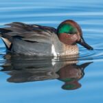 Friends of the Manitowoc River Watershed  Up-Date