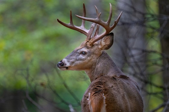 Wisconsin’s 2024 Nine-Day Gun Deer Season Opens Nov. 23