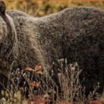 Bear Attacks and Handgun Defense: What the Data Shows About Shots Fired