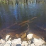 Companies fined for shipping invasive crayfish to Wisconsin & more Manitowoc outdoors news