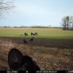 The Final Gobble