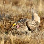 Wisconsin Fat Bird Week Crowns a Winner