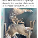 UP DATE ON DEER HEADS BEING CUT OFF IN 2025 FOUND AT REEDSVILLE SPORTSMEN’S CLUB