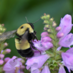 LISMA April 2026 Newsletter